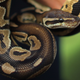 Image for article titled 'Don't Panic': Snakehunt Continues After Three-Foot Python Escapes Inside High School